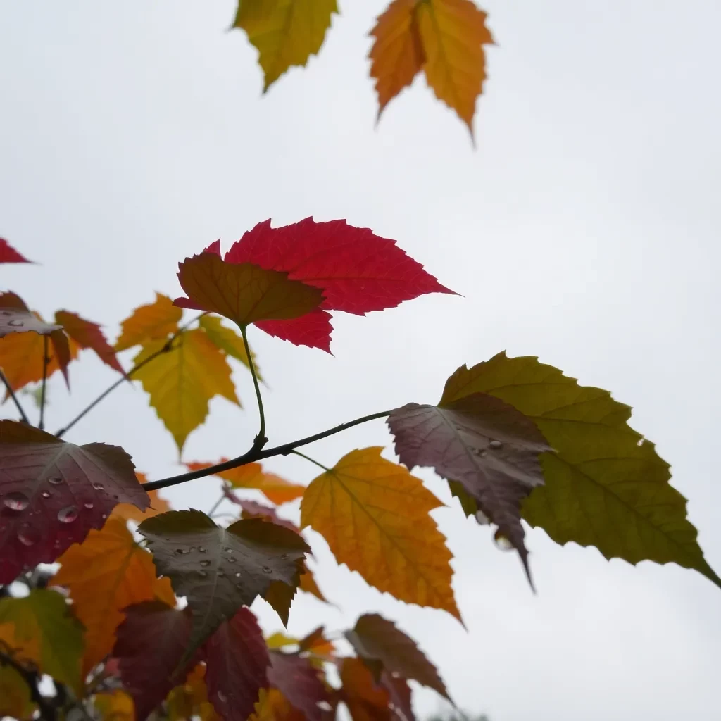 Nashville Weather Update: Uneven Temperatures and Possible Rain Ahead!